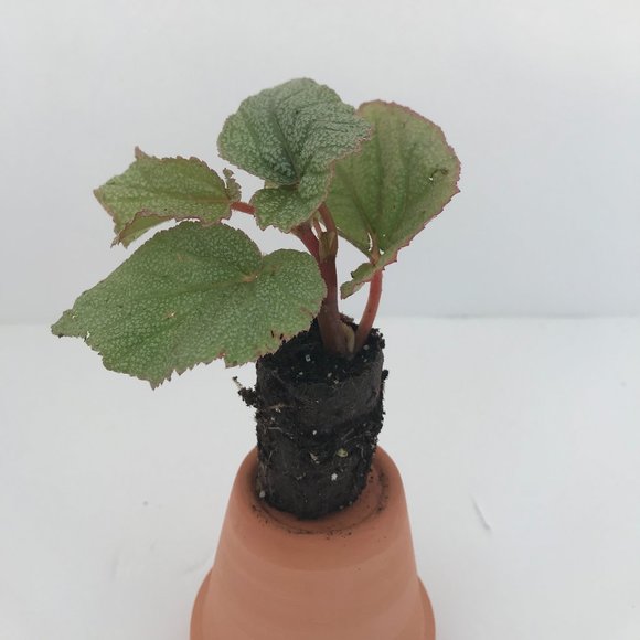 Begonia Pink Sinbad - Starter Plant